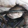 Hyundai I20 I Lift Belka Zawieszenia Tylnego Abs - obrazek 8